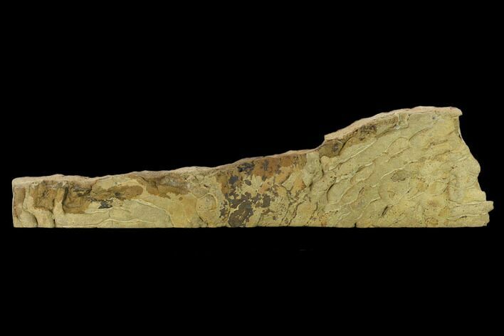 Pennsylvanian, Fossil Microbial Mat - Oklahoma #133144